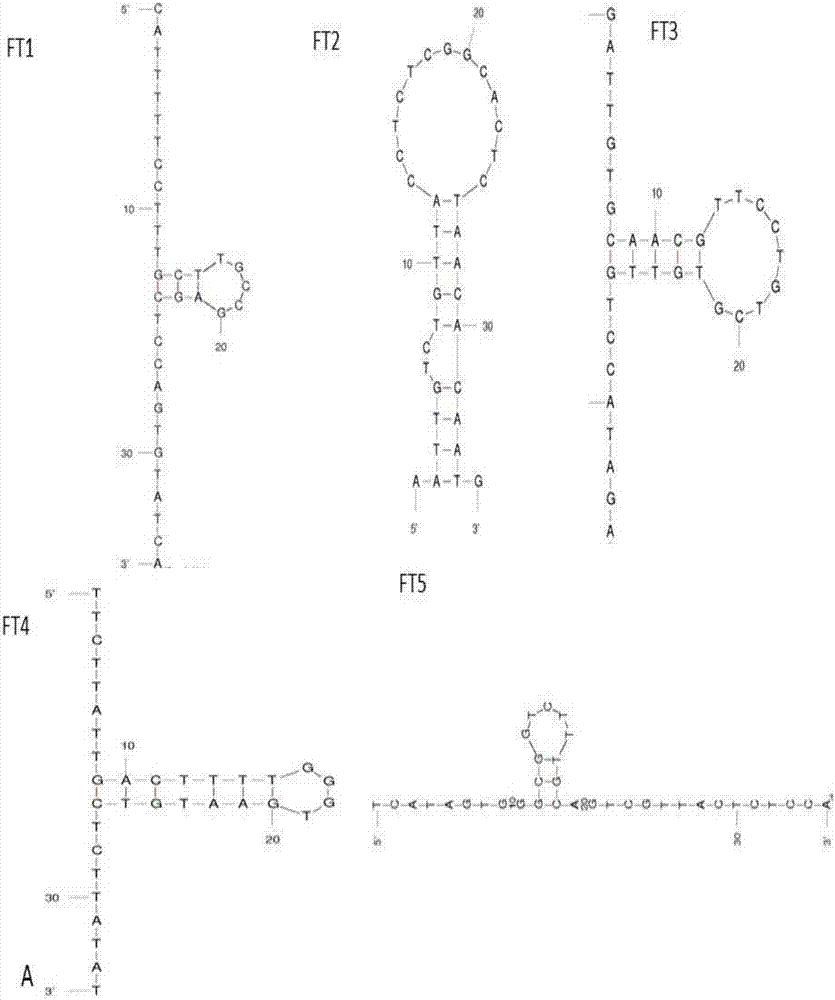 Aptamer of grass carp reovirus and derivative, screening method and application of aptamer