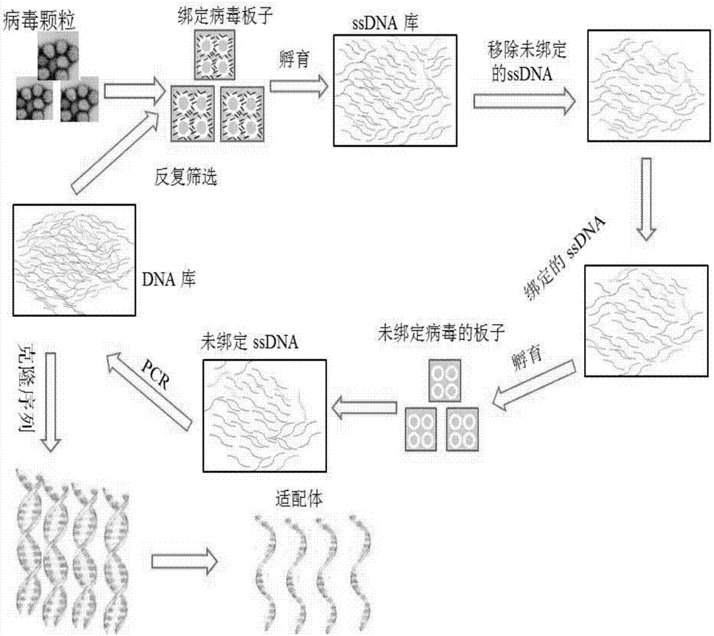 Aptamer of grass carp reovirus and derivative, screening method and application of aptamer