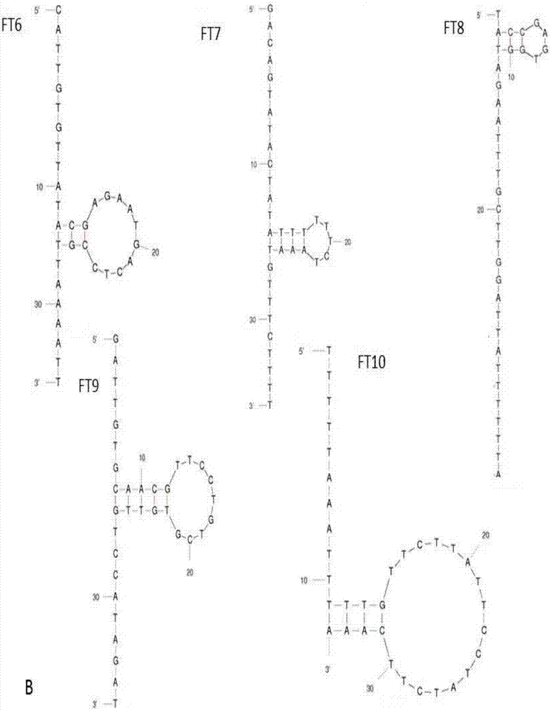 Aptamer of grass carp reovirus and derivative, screening method and application of aptamer