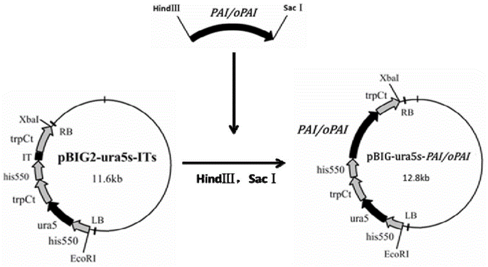 Recombinant mortierella alpina strain for heterologous expression of linoleic acid isomerase gene and construction method thereof