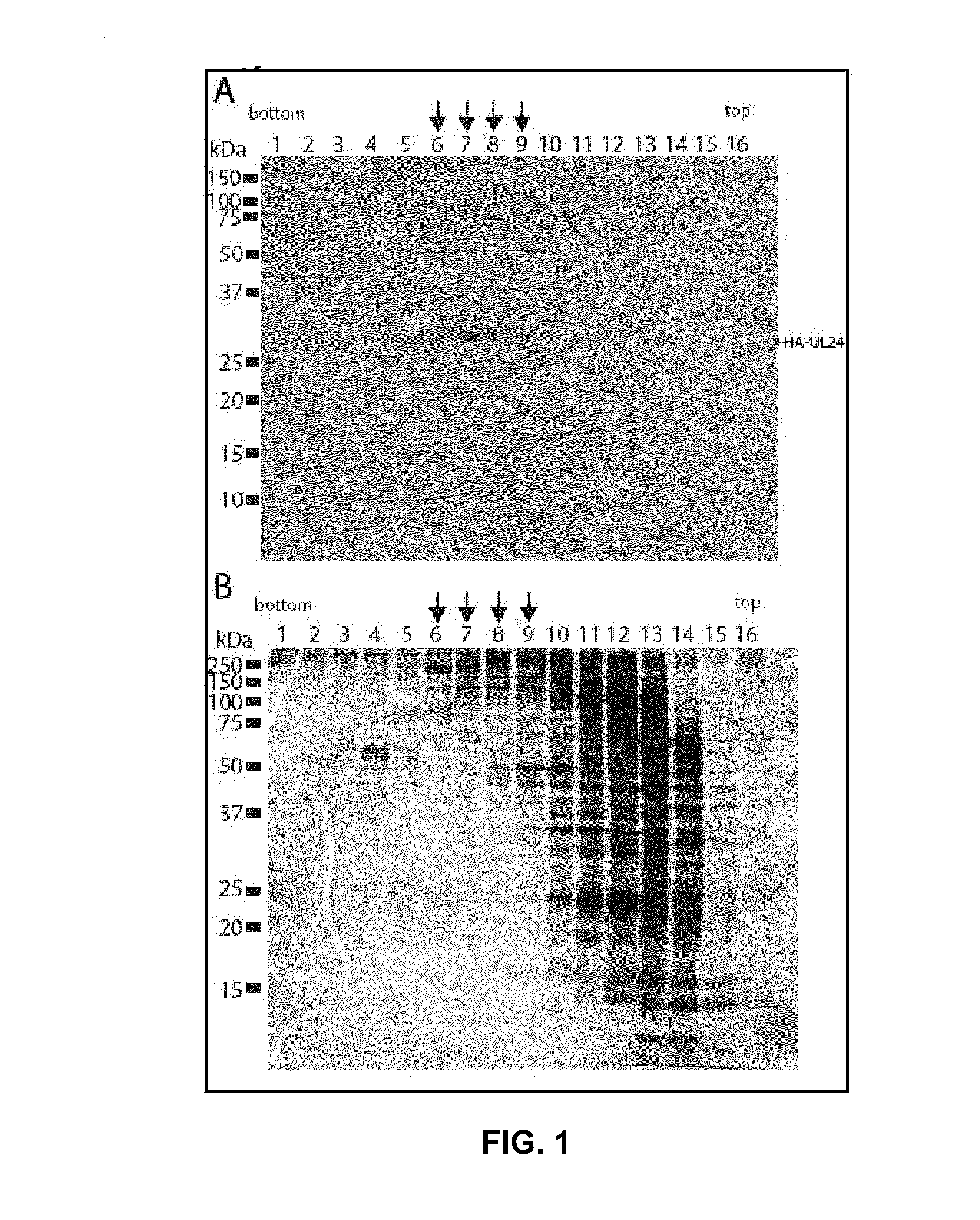 Modulation of ul24 interactions with protein targets and uses thereof for inhibition of herpesvirus infection