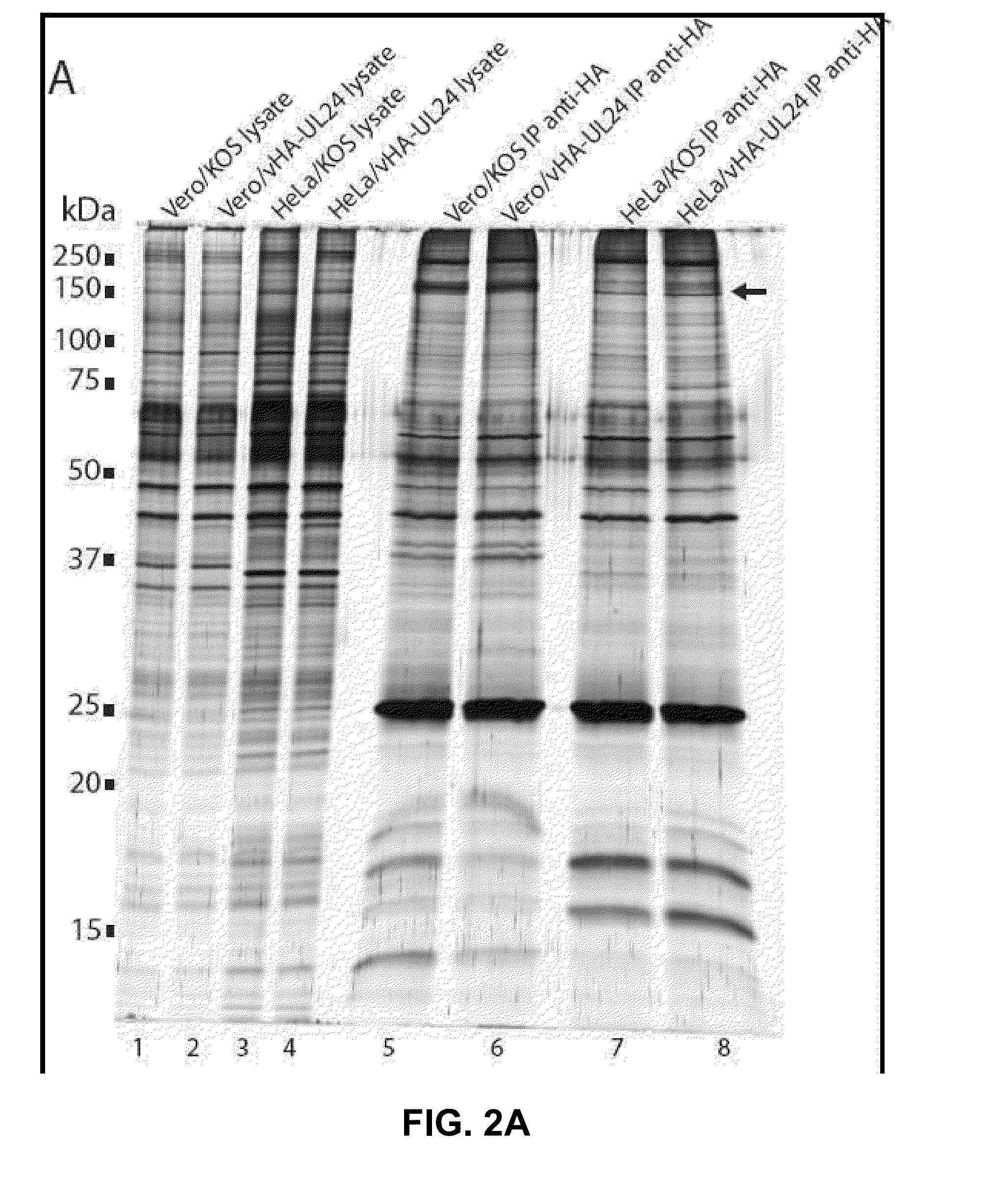 Modulation of ul24 interactions with protein targets and uses thereof for inhibition of herpesvirus infection