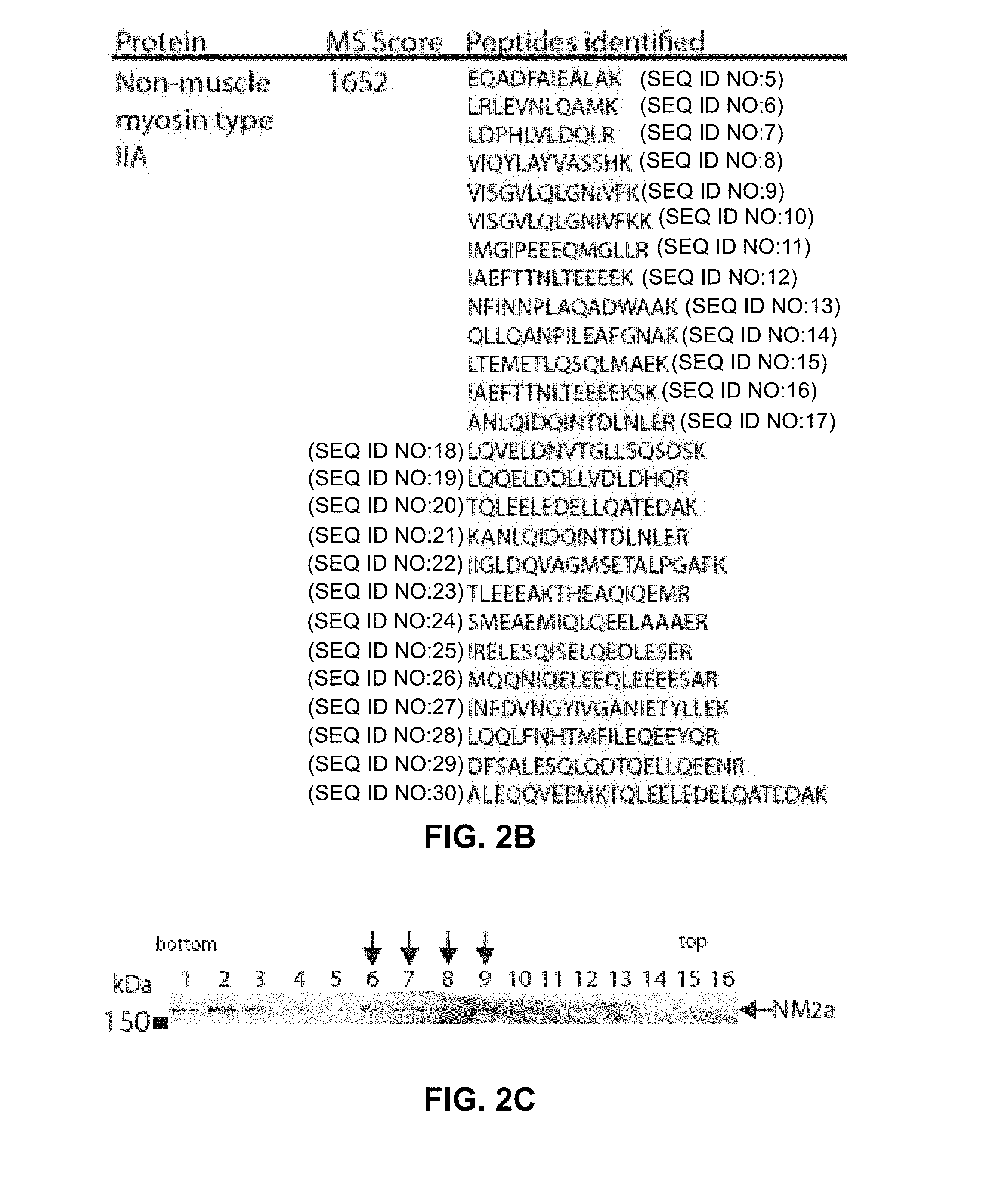 Modulation of ul24 interactions with protein targets and uses thereof for inhibition of herpesvirus infection