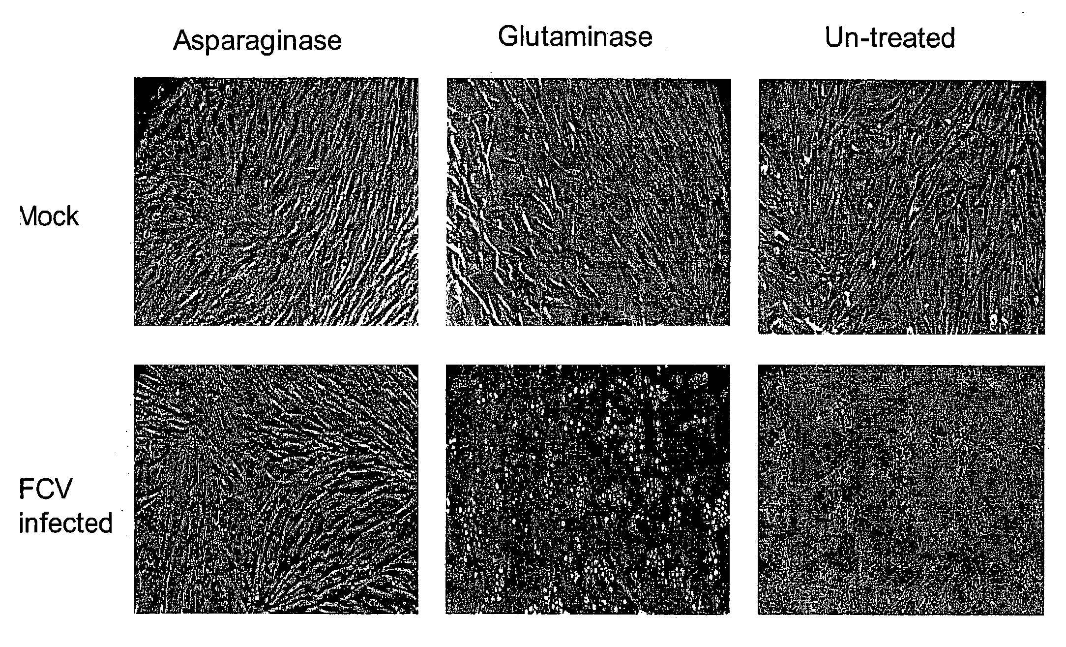 Inhibition of Feline Calicivirus