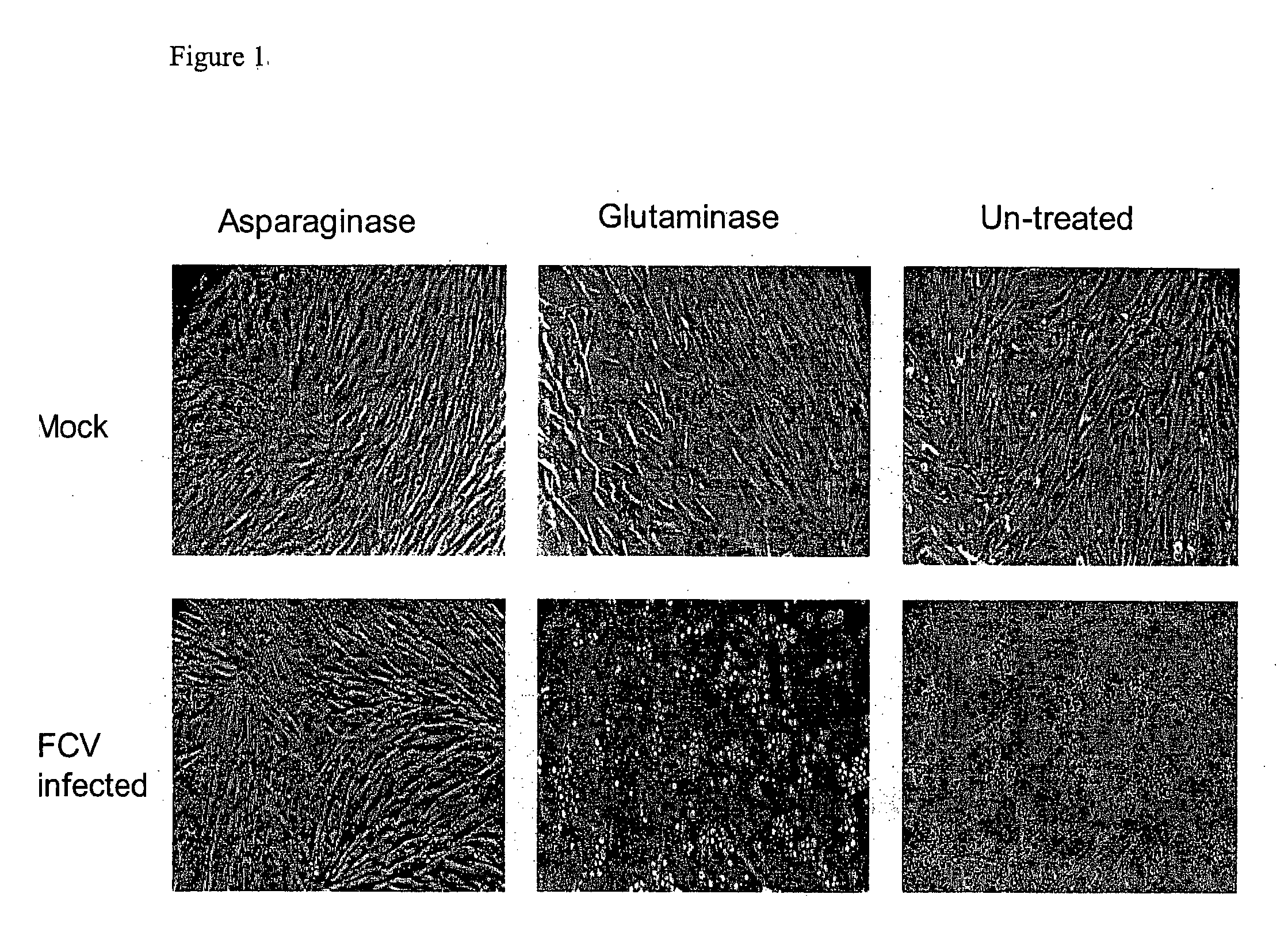 Inhibition of Feline Calicivirus