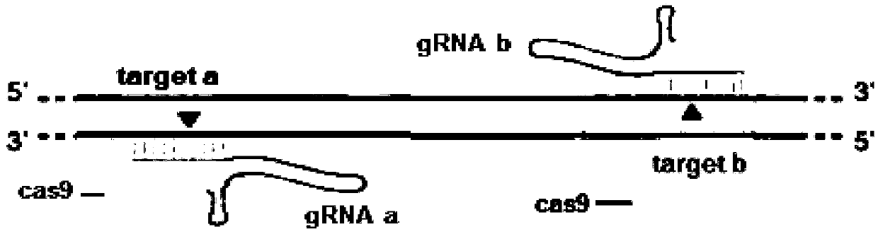 Gene knockout method for breeding selection of fhl1b gene-deletion type zebra fish