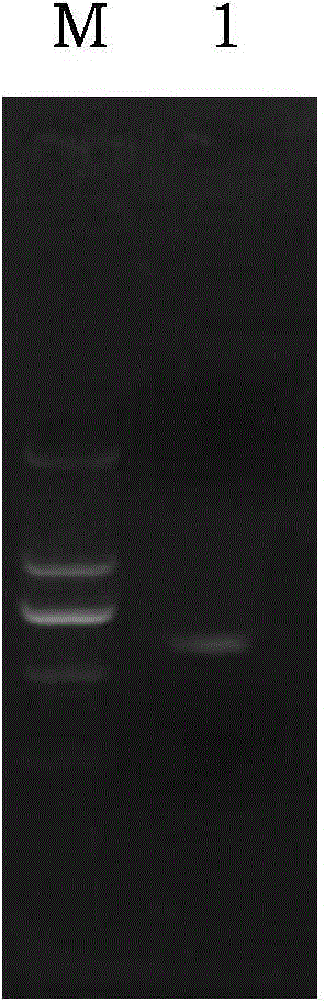 Tea-source eurotium cristatum strain and application thereof