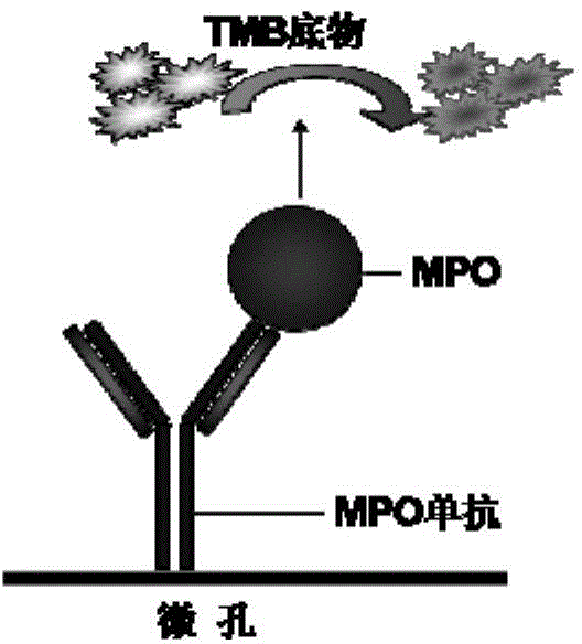 Myeloperoxidase quantitative determination method and detection reagent