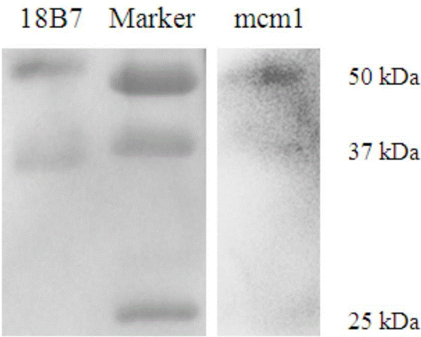 Myeloperoxidase quantitative determination method and detection reagent