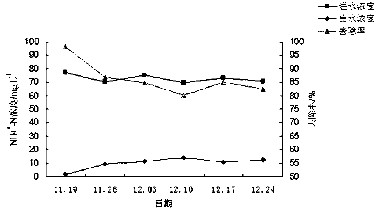 Application of aucuba japonica in treating livestock and poultry raising wastewater