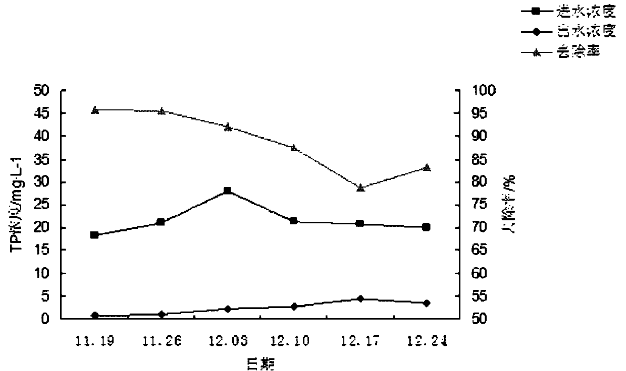 Application of aucuba japonica in treating livestock and poultry raising wastewater