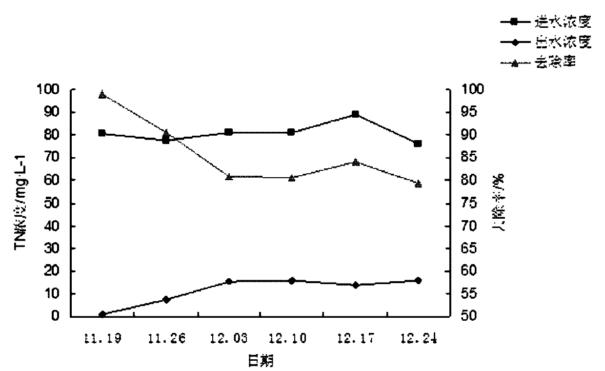 Application of aucuba japonica in treating livestock and poultry raising wastewater