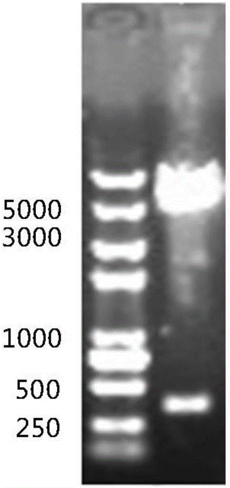 Pura gene segment P2 and application thereof