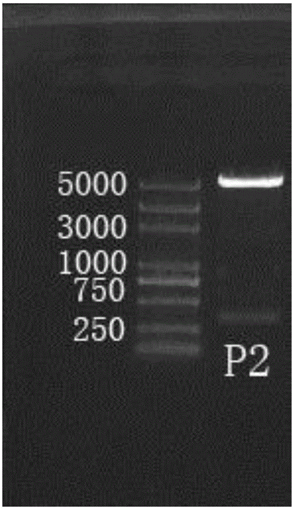 Pura gene segment P2 and application thereof