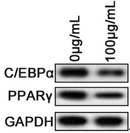 Application of carrageenan in inhibiting adipogenic transformation of mesenchymal stem cells