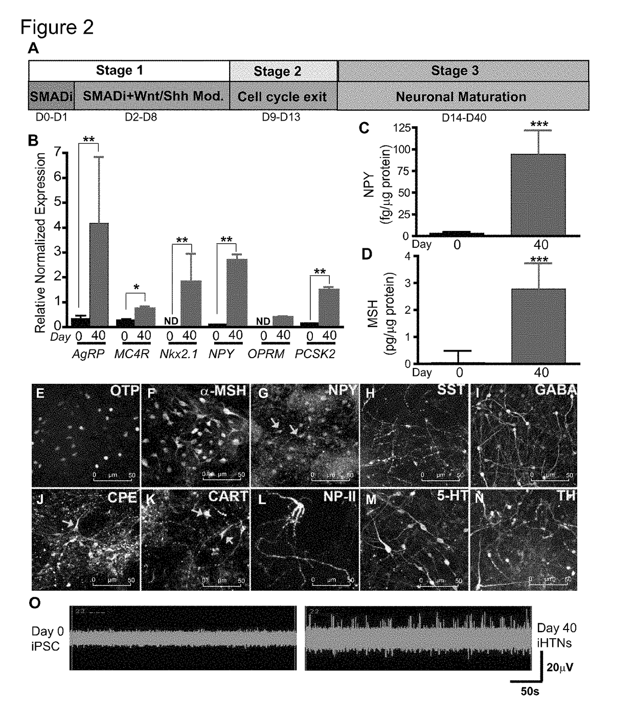 Systems and methods for growth of intestinal cells in microfluidic devices