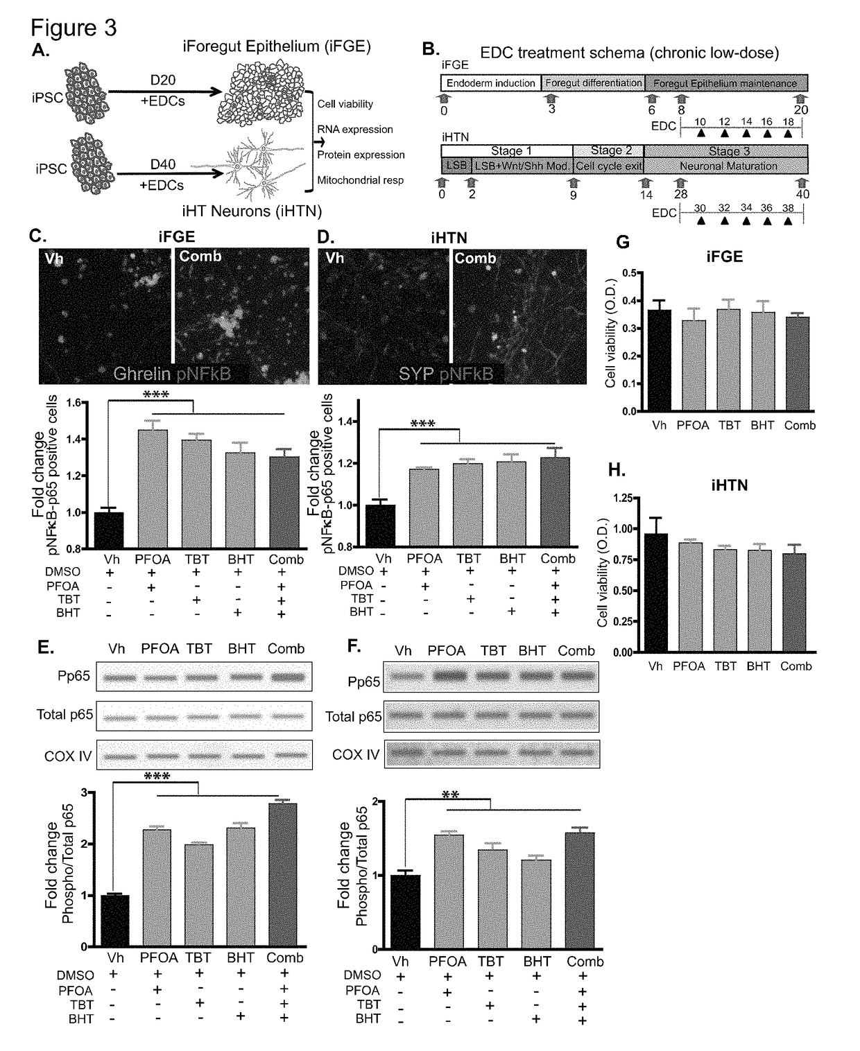 Systems and methods for growth of intestinal cells in microfluidic devices