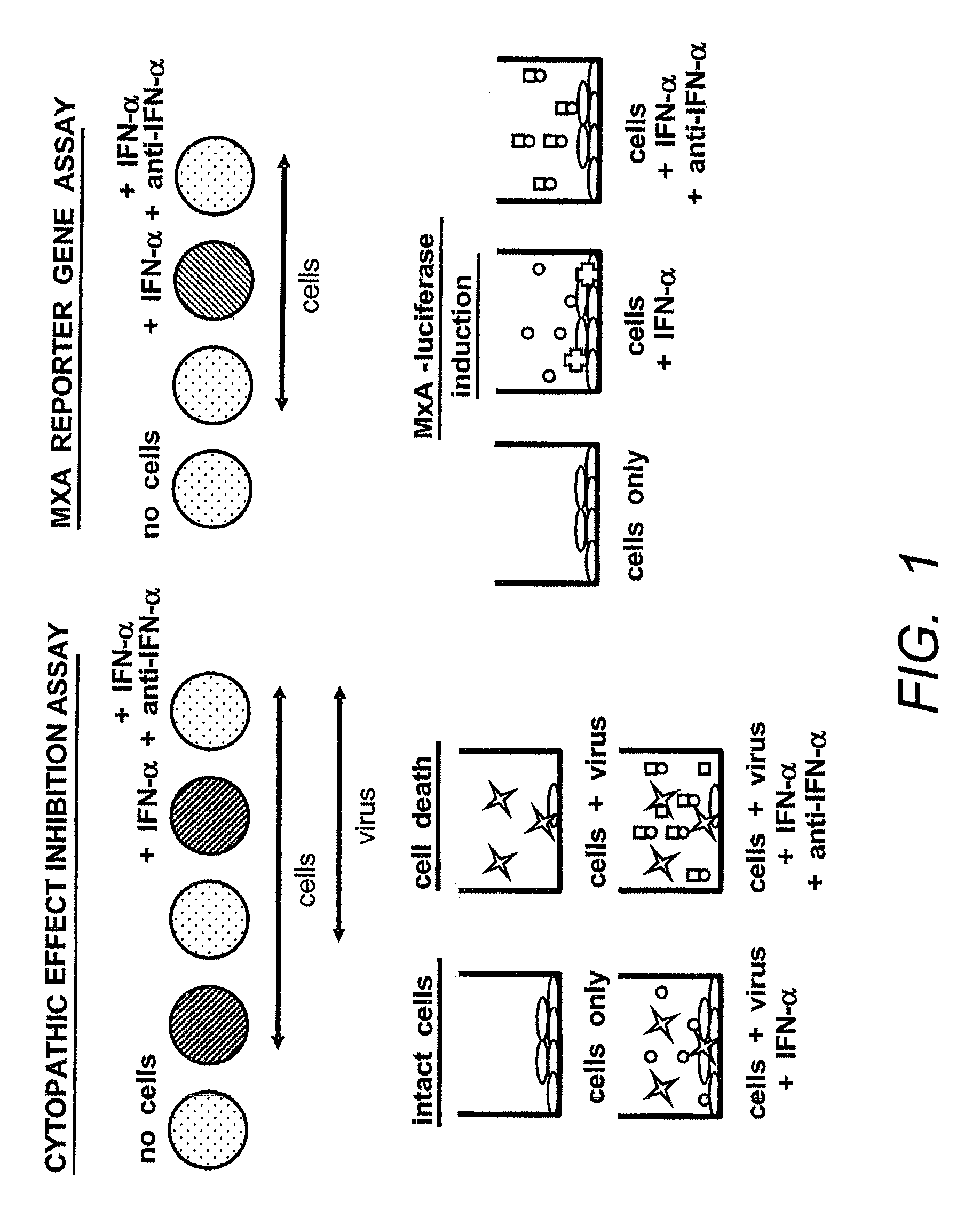 Anti-interferon alpha monoclonal antibodies and methods for use