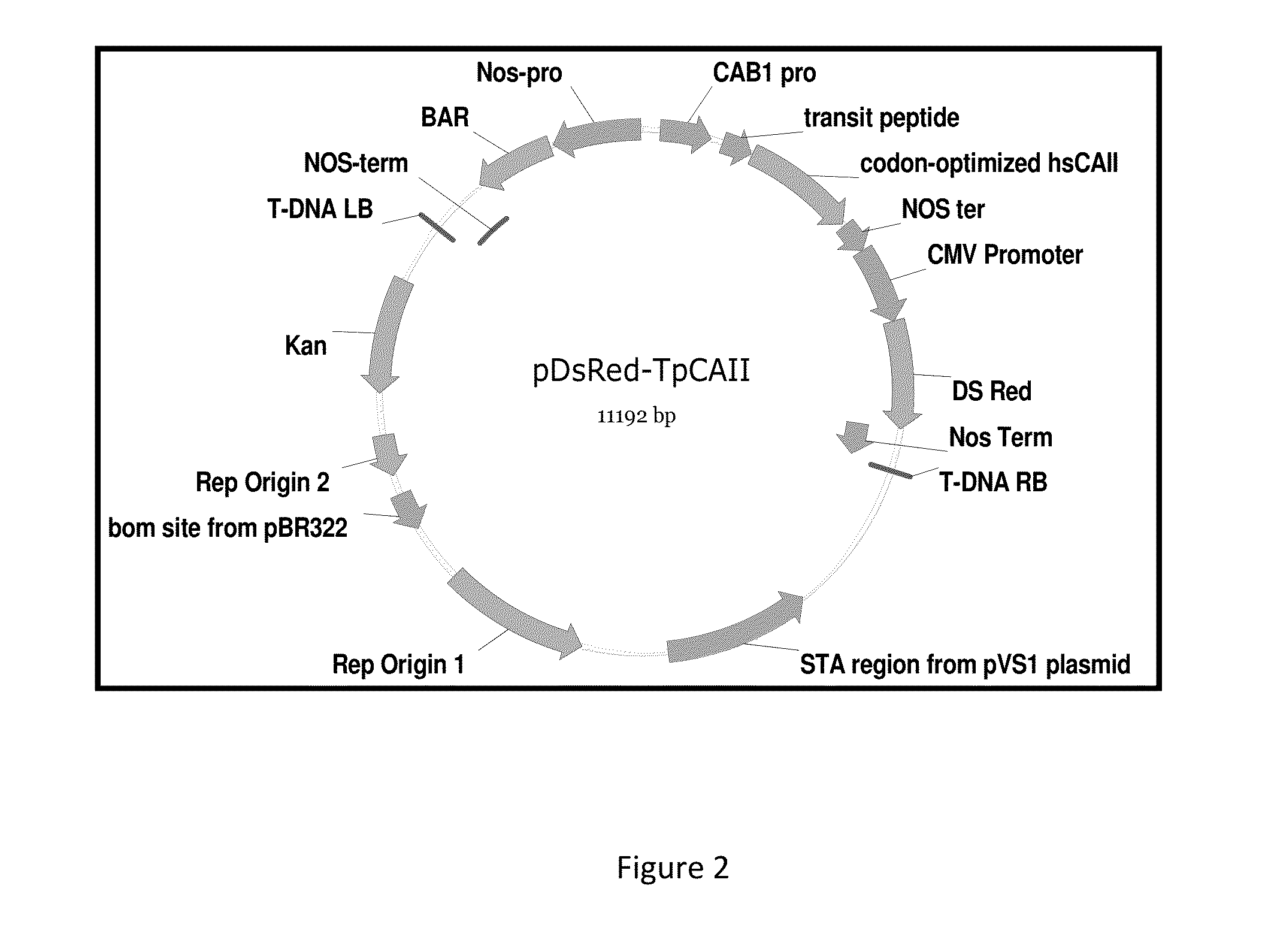 Enhanced carbon fixation in photosynthetic hosts