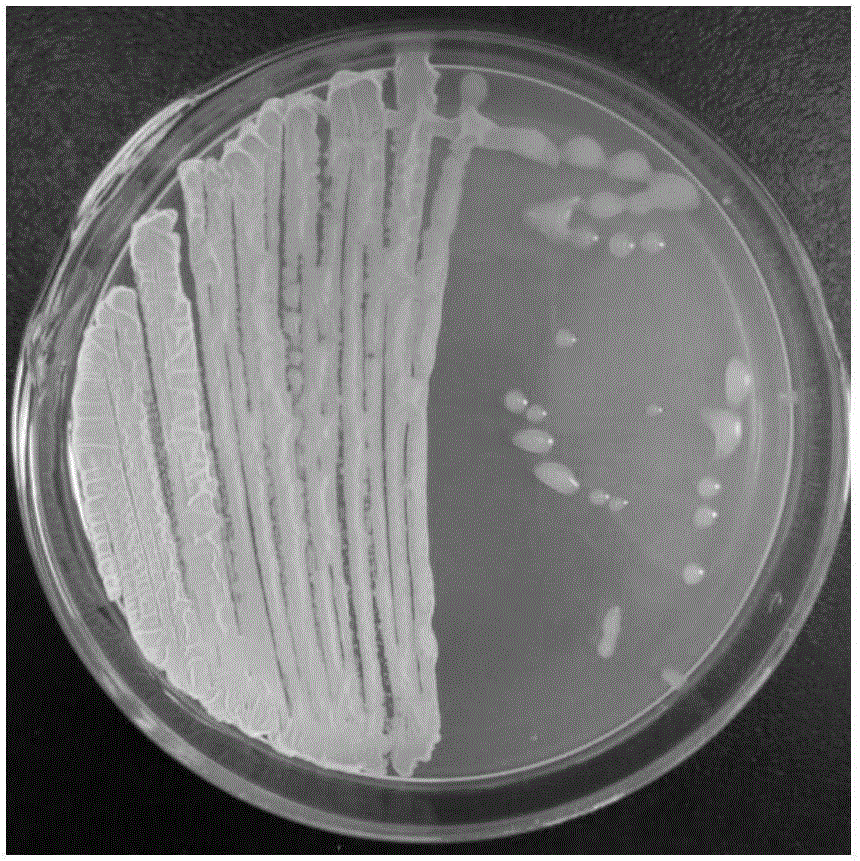 Bacillus amyloliquefaciens strain antagonistic to lycium chinensis root rot and application thereof