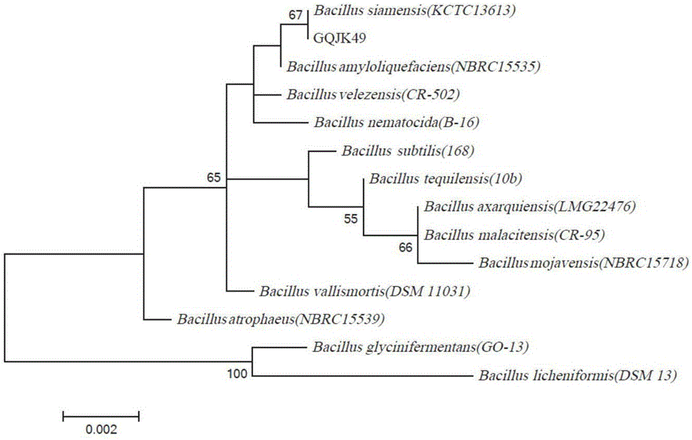 Bacillus amyloliquefaciens strain antagonistic to lycium chinensis root rot and application thereof