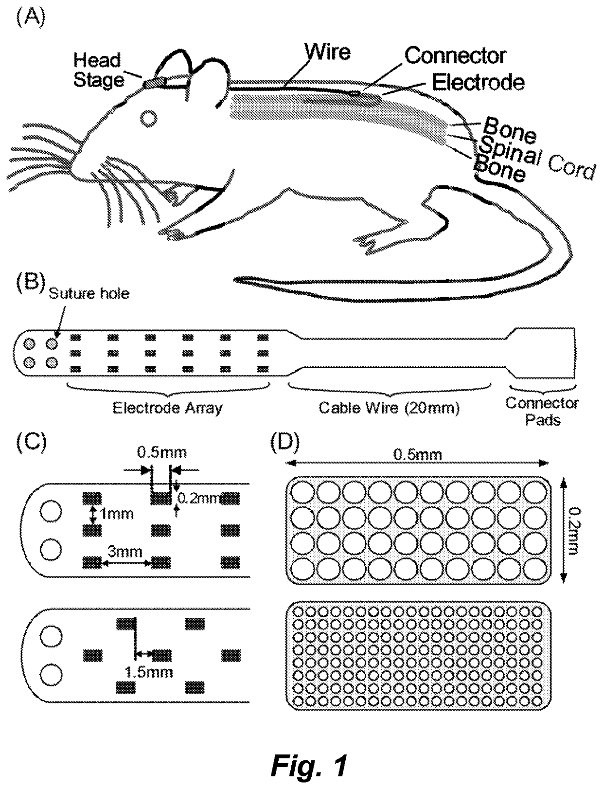 Multi-electrode array for spinal cord epidural stimulation