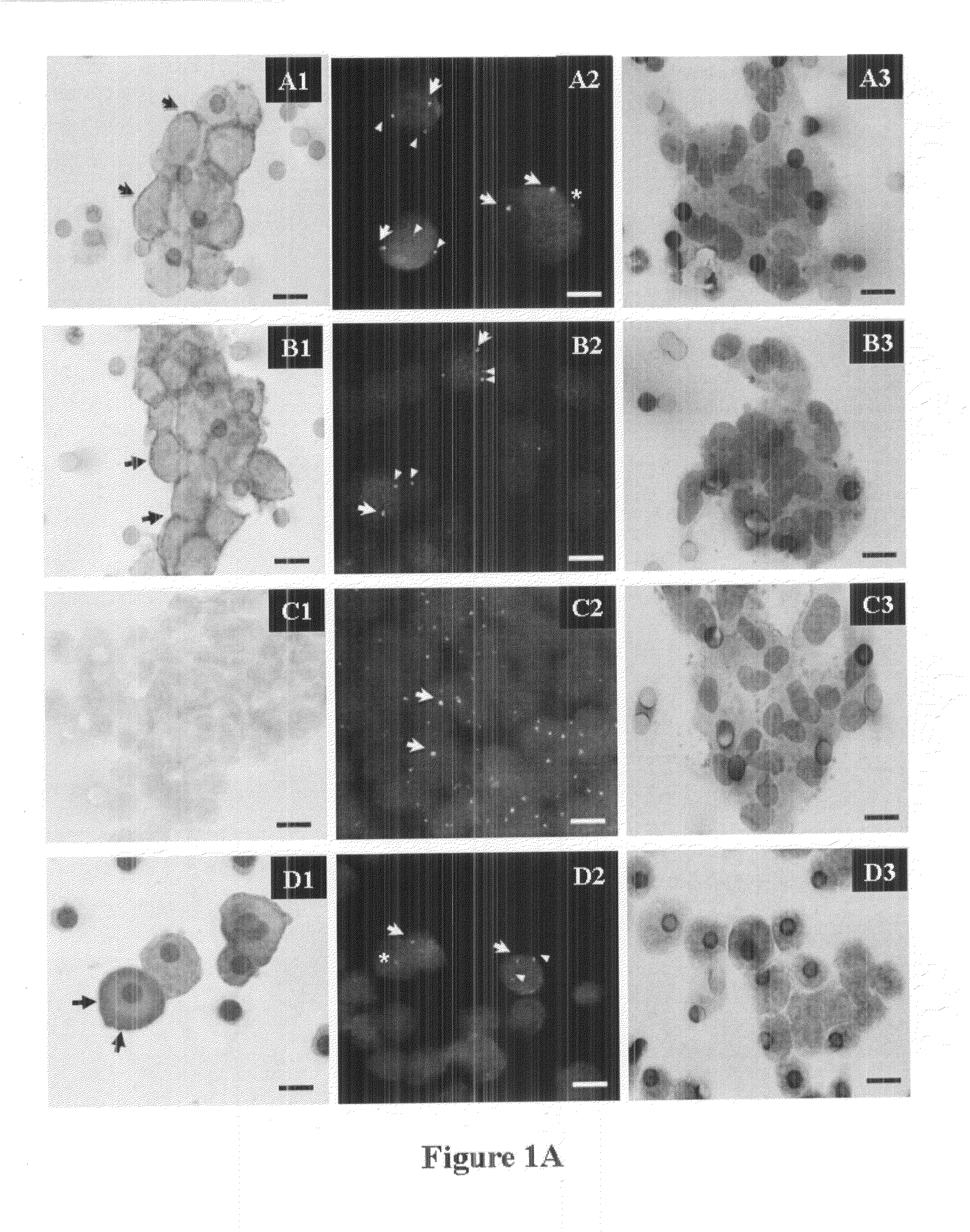 Process for multi-analyses of rare cells extracted or isolated from biological samples through filtration