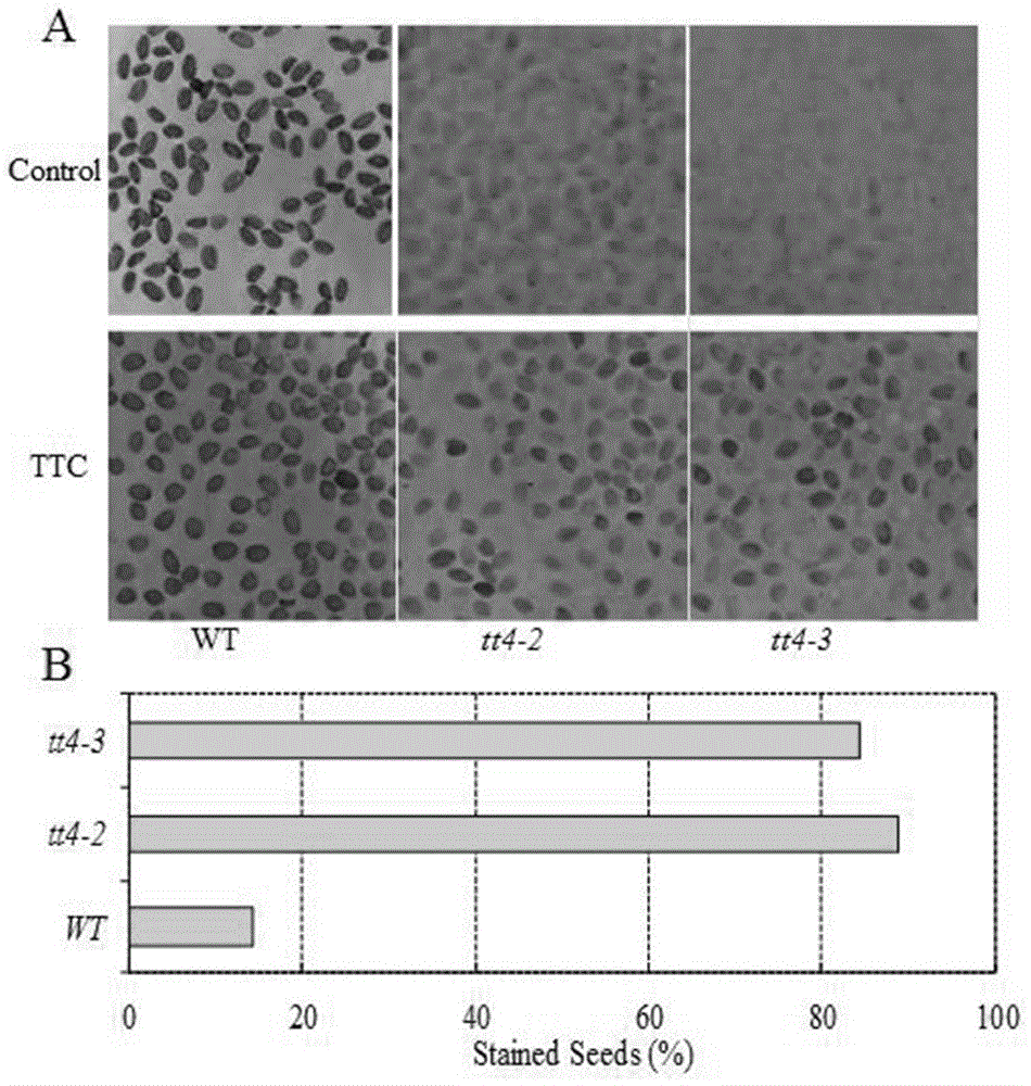 Novel application of Arabidopsis thaliana TT4 gene to salt resistance of plants