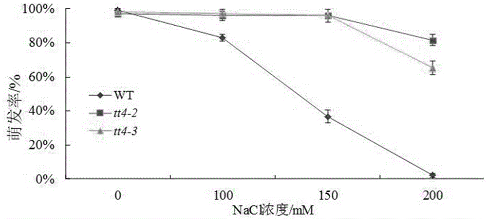 Novel application of Arabidopsis thaliana TT4 gene to salt resistance of plants