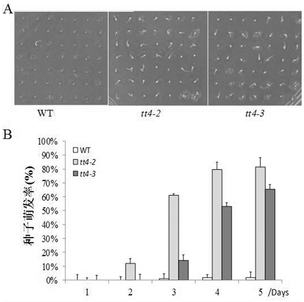 Novel application of Arabidopsis thaliana TT4 gene to salt resistance of plants