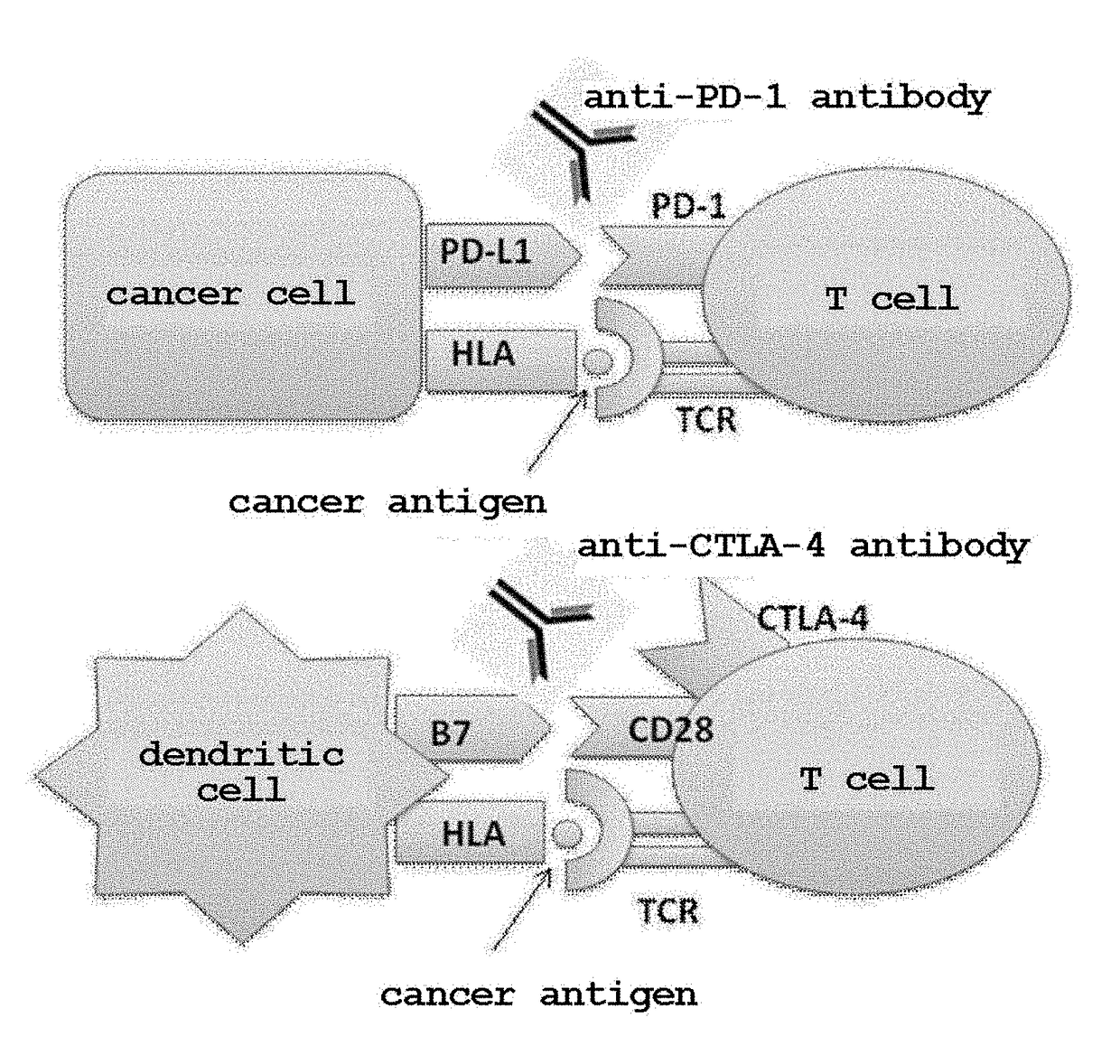 Anticancer agent