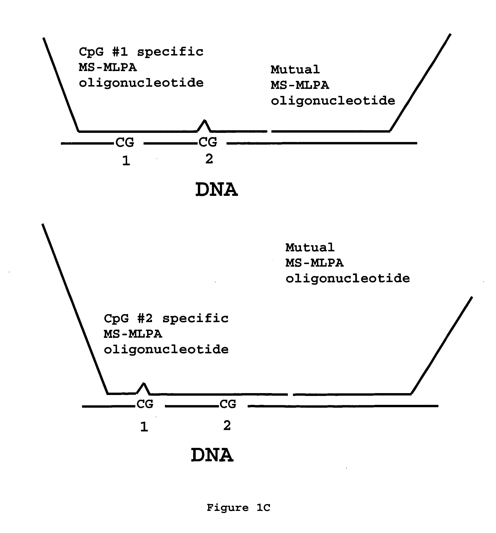 Methylation specific multiplex ligation-dependent probe amplification (MS-MLPA)