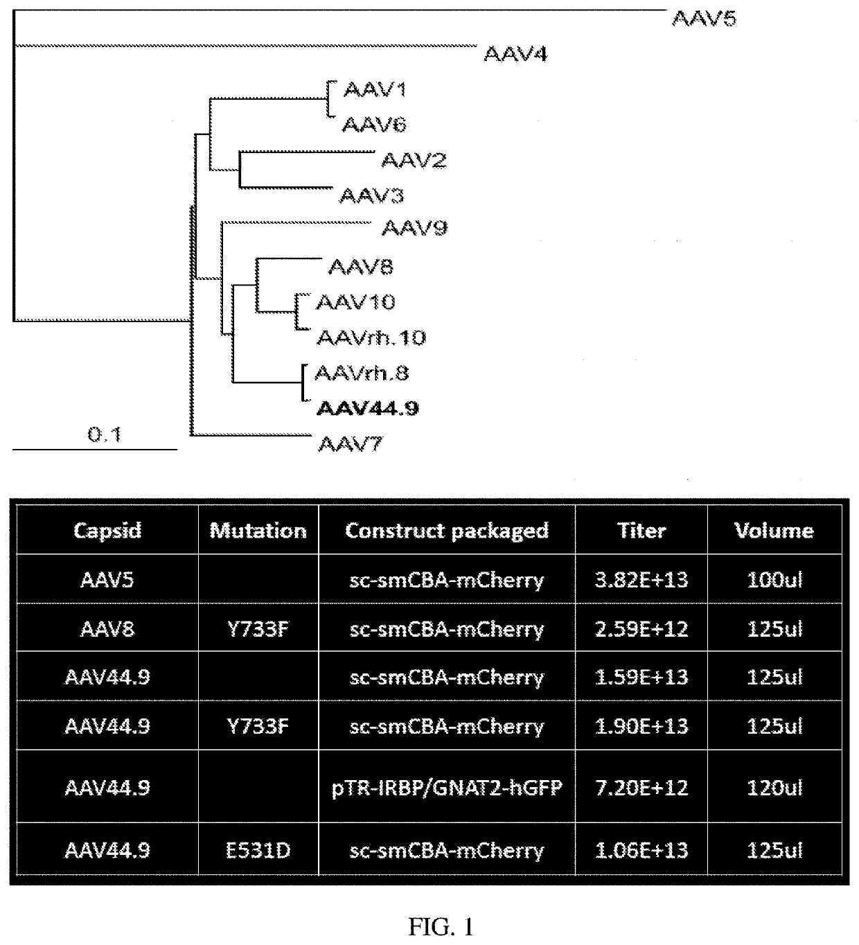 Highly efficient transduction and lateral spread in the retina by a novel aav virus enhanced by rational design