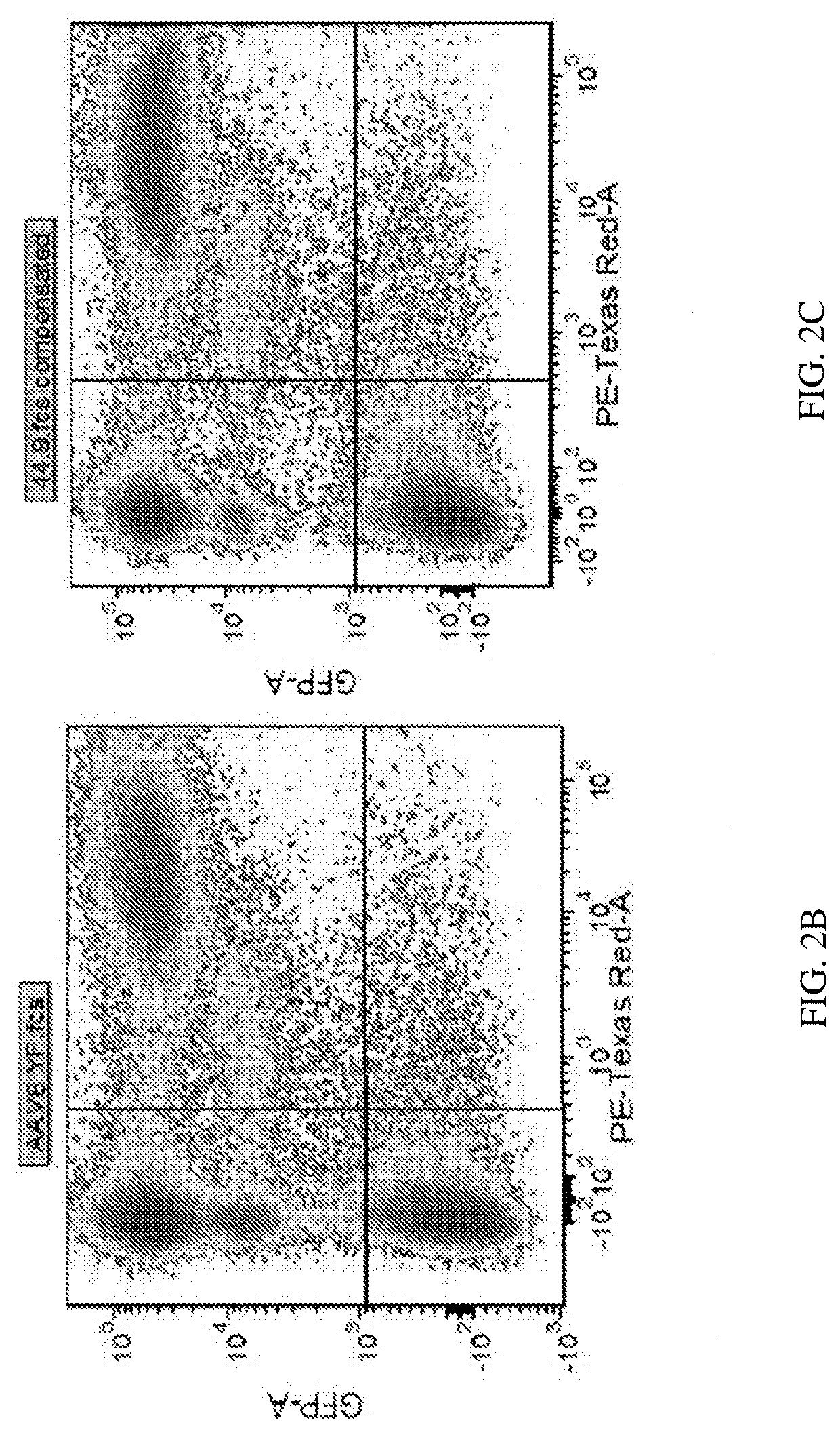 Highly efficient transduction and lateral spread in the retina by a novel aav virus enhanced by rational design