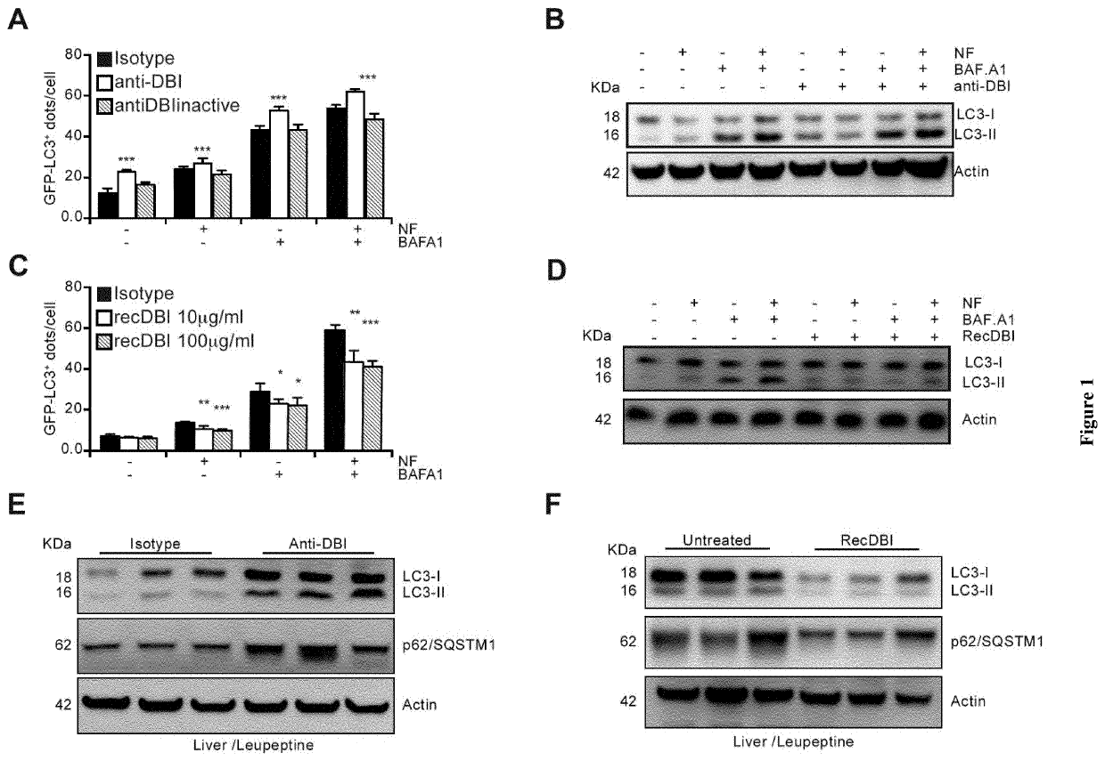 Methods and pharmaceutical compositions for modulating autophagy