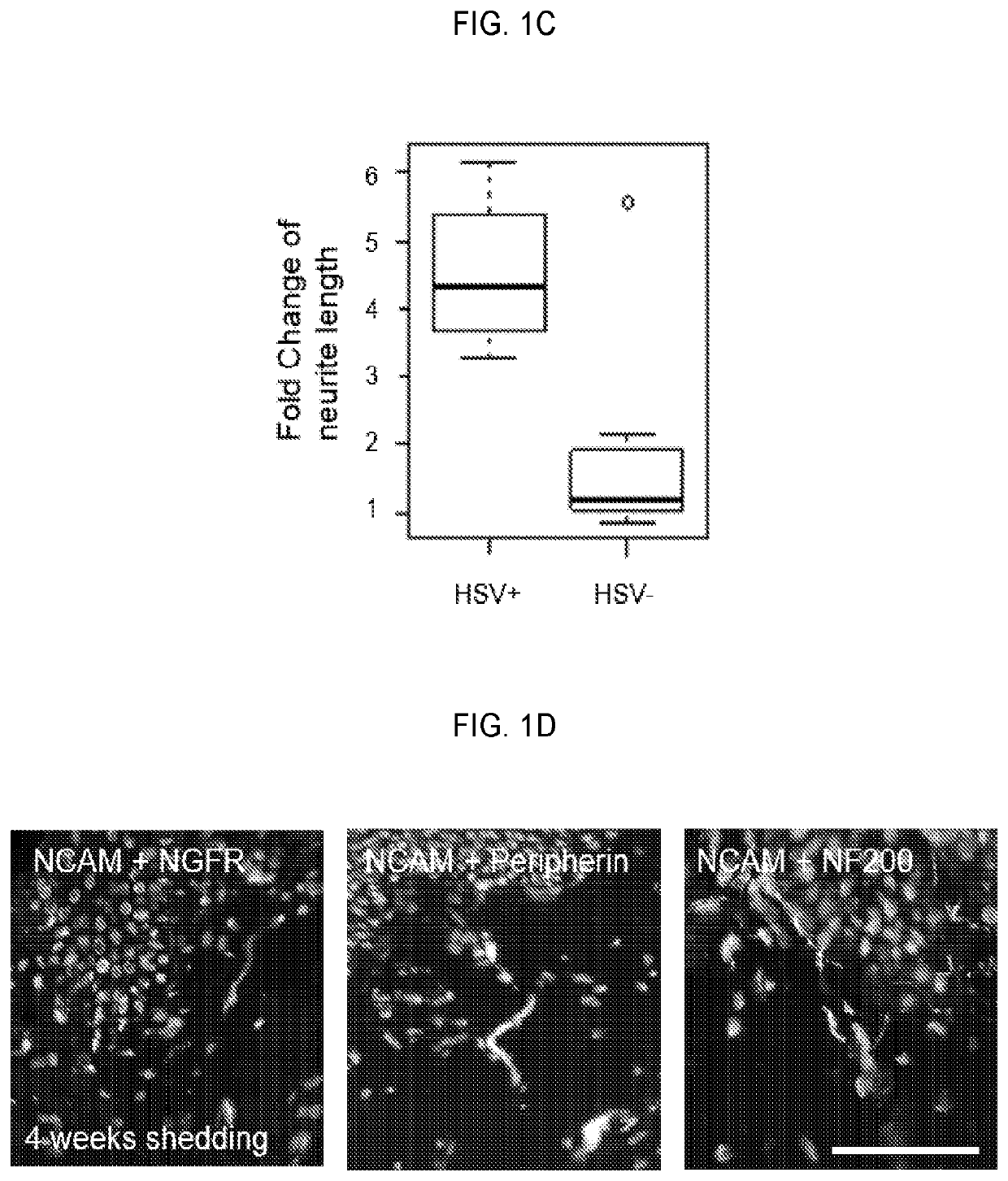 Compositions, kits, and methods using interleukin-17C to promote neural growth and/or neural survival