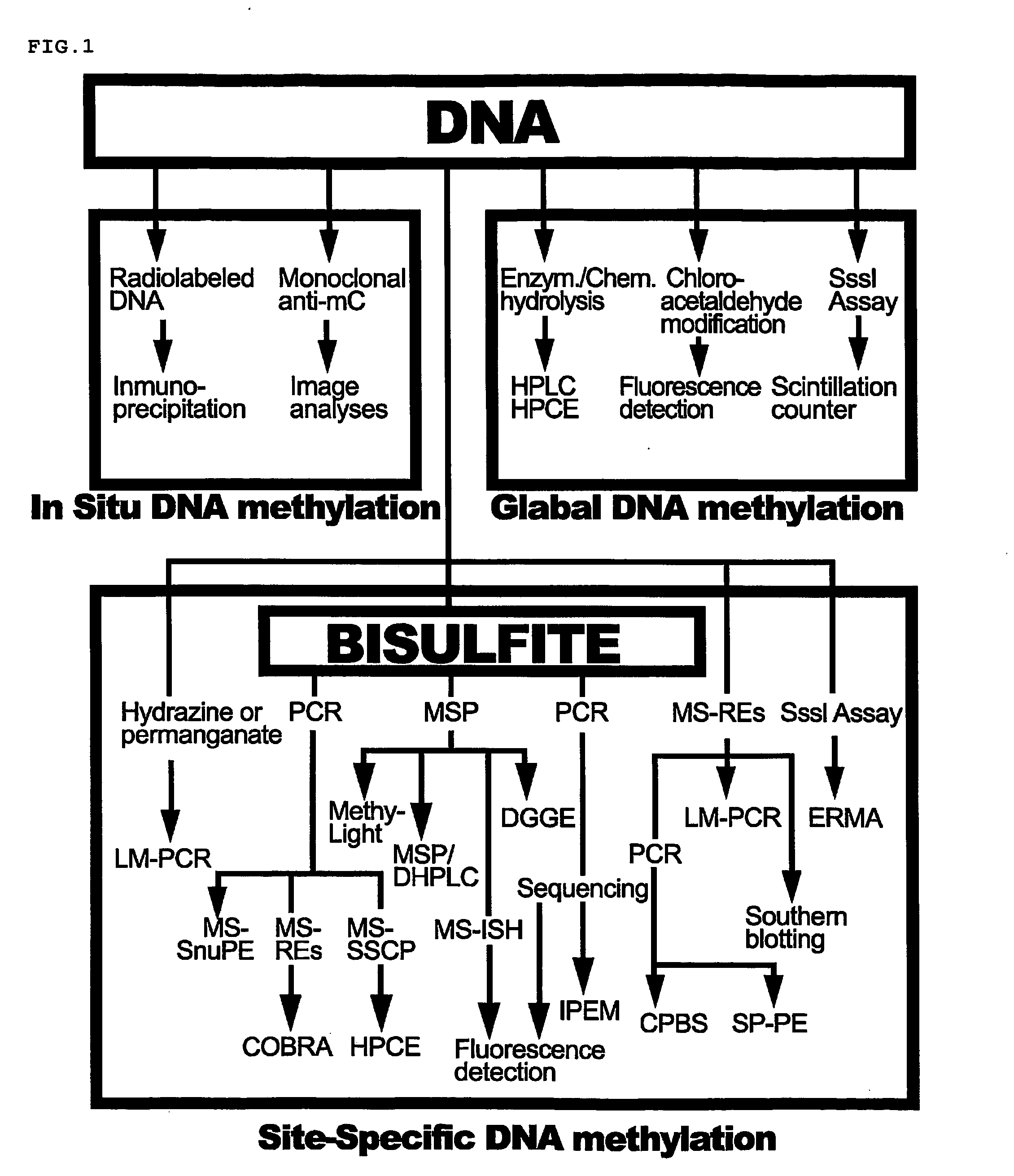 Nucleic acid methylation detection process using an internal reference sample