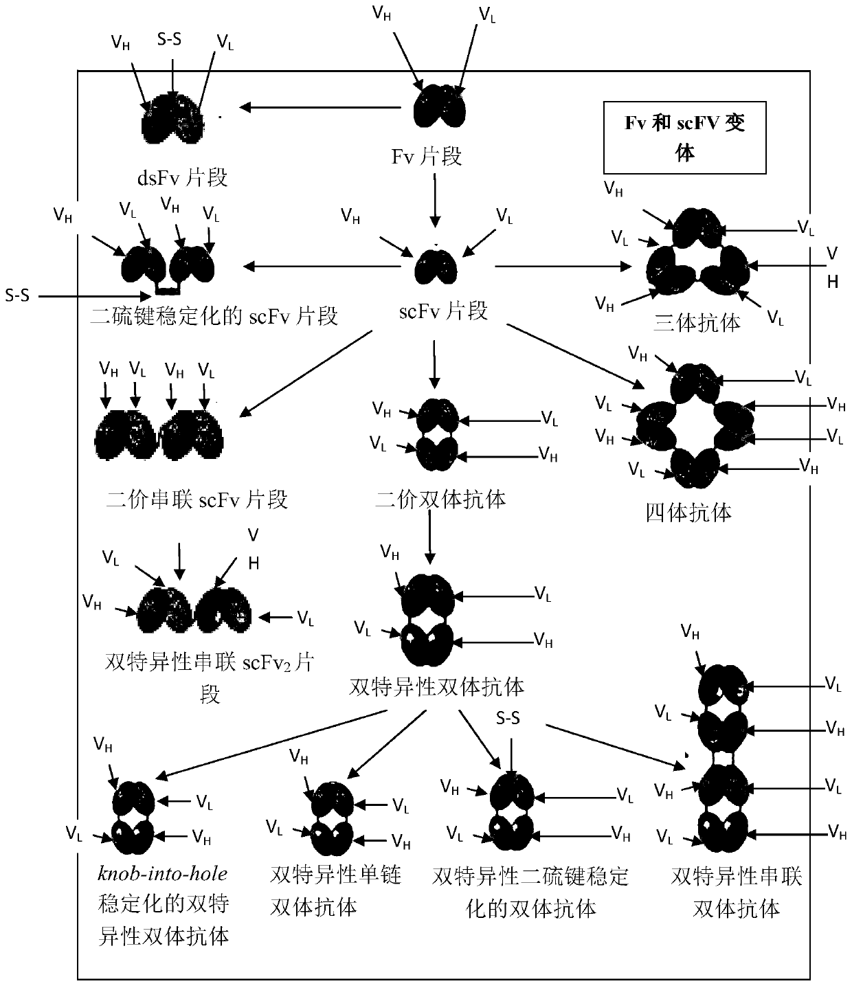 Anti-adrenomedullin (ADM) antibody or Anti-adm antibody fragment or Anti-adm non-ig scaffold for use in intervention and therapy of congestion in a patient in need thereof