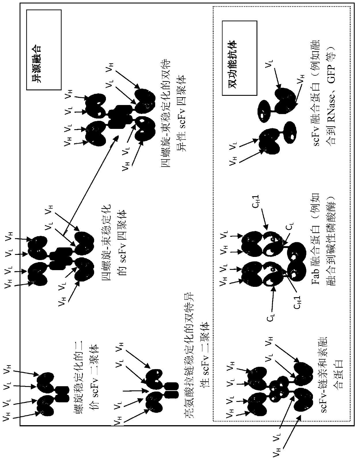 Anti-adrenomedullin (ADM) antibody or Anti-adm antibody fragment or Anti-adm non-ig scaffold for use in intervention and therapy of congestion in a patient in need thereof