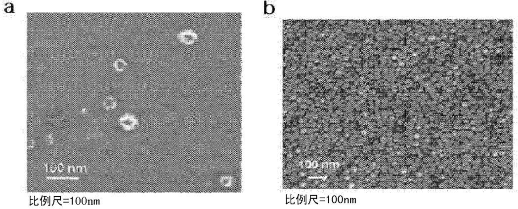 Extracellular vesicles derived from gram-positive bacteria, and use thereof