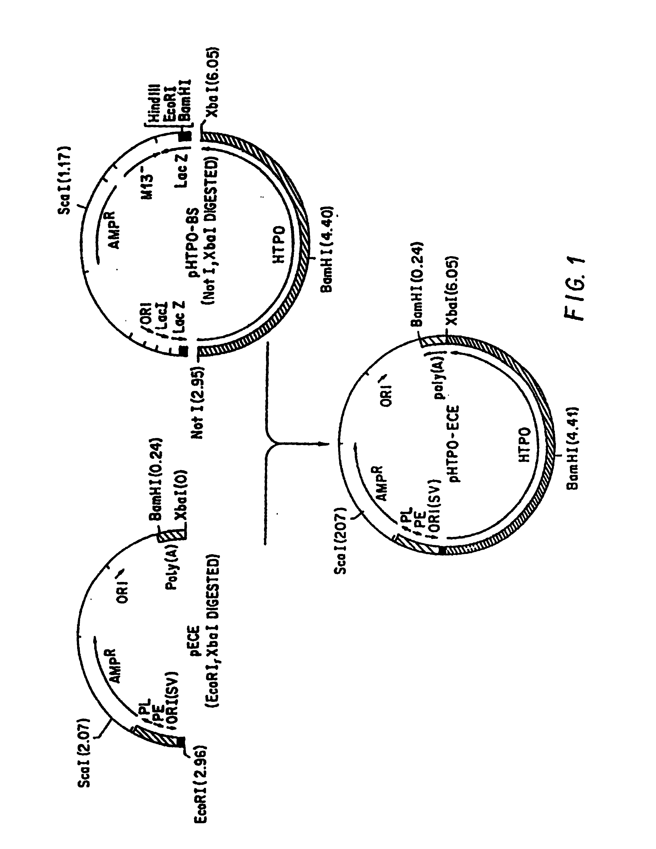 Sequences encoding novel human thyroid peroxidase proteins and polypeptides