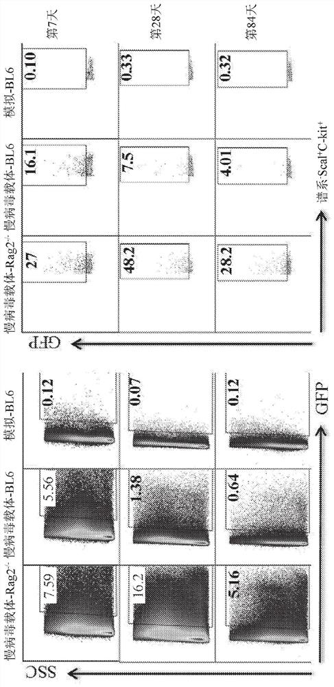 In vivo gene therapy using delivery of a lentiviral gene construct