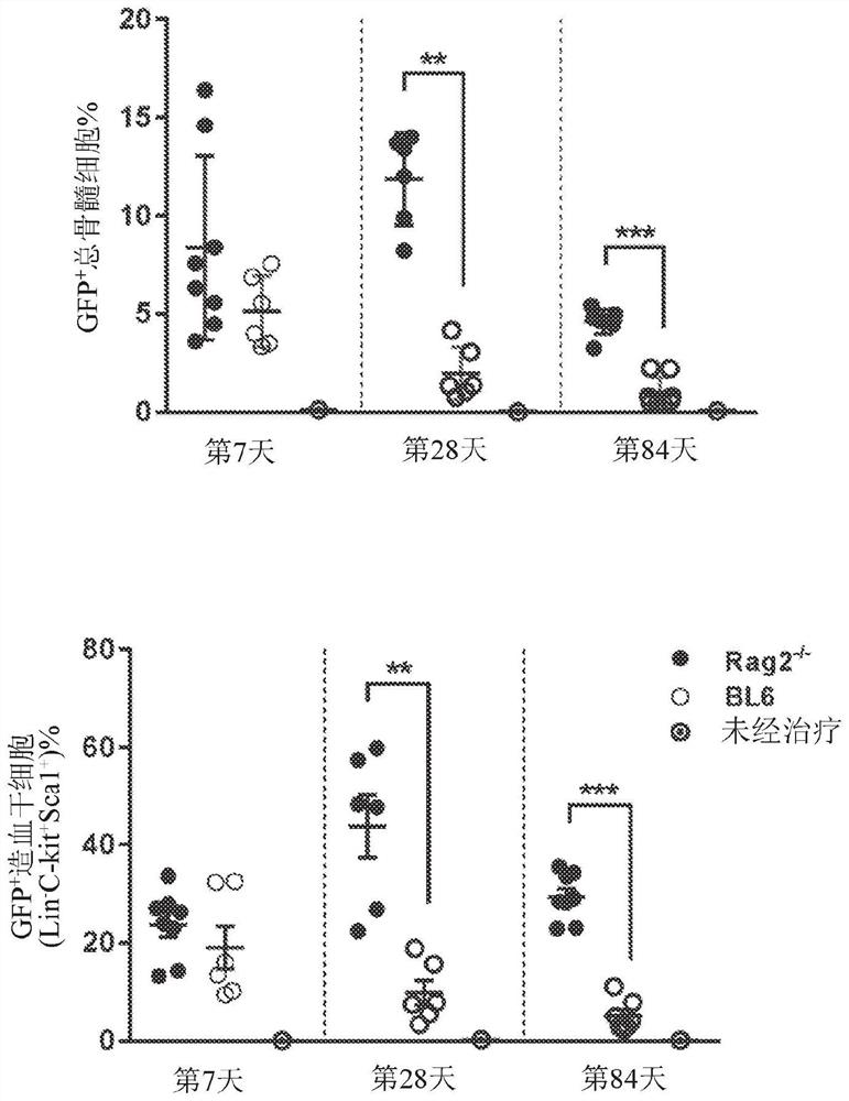 In vivo gene therapy using delivery of a lentiviral gene construct