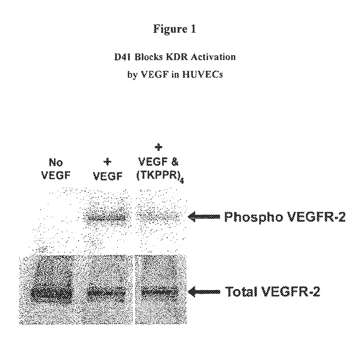 Compounds for Targeting Endothelial Cells, Compositions Containing the Same and Methods for Their Use