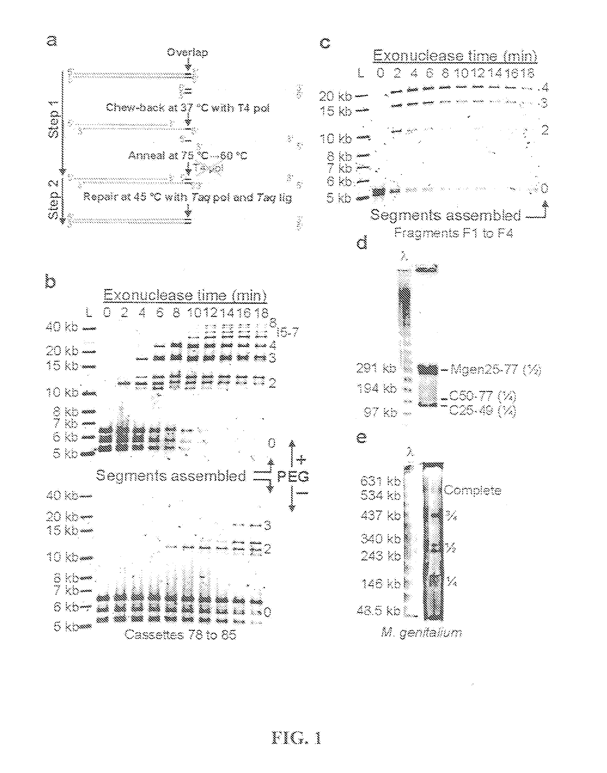 Methods for in vitro joining and combinatorial assembly of nucleic acid molecules