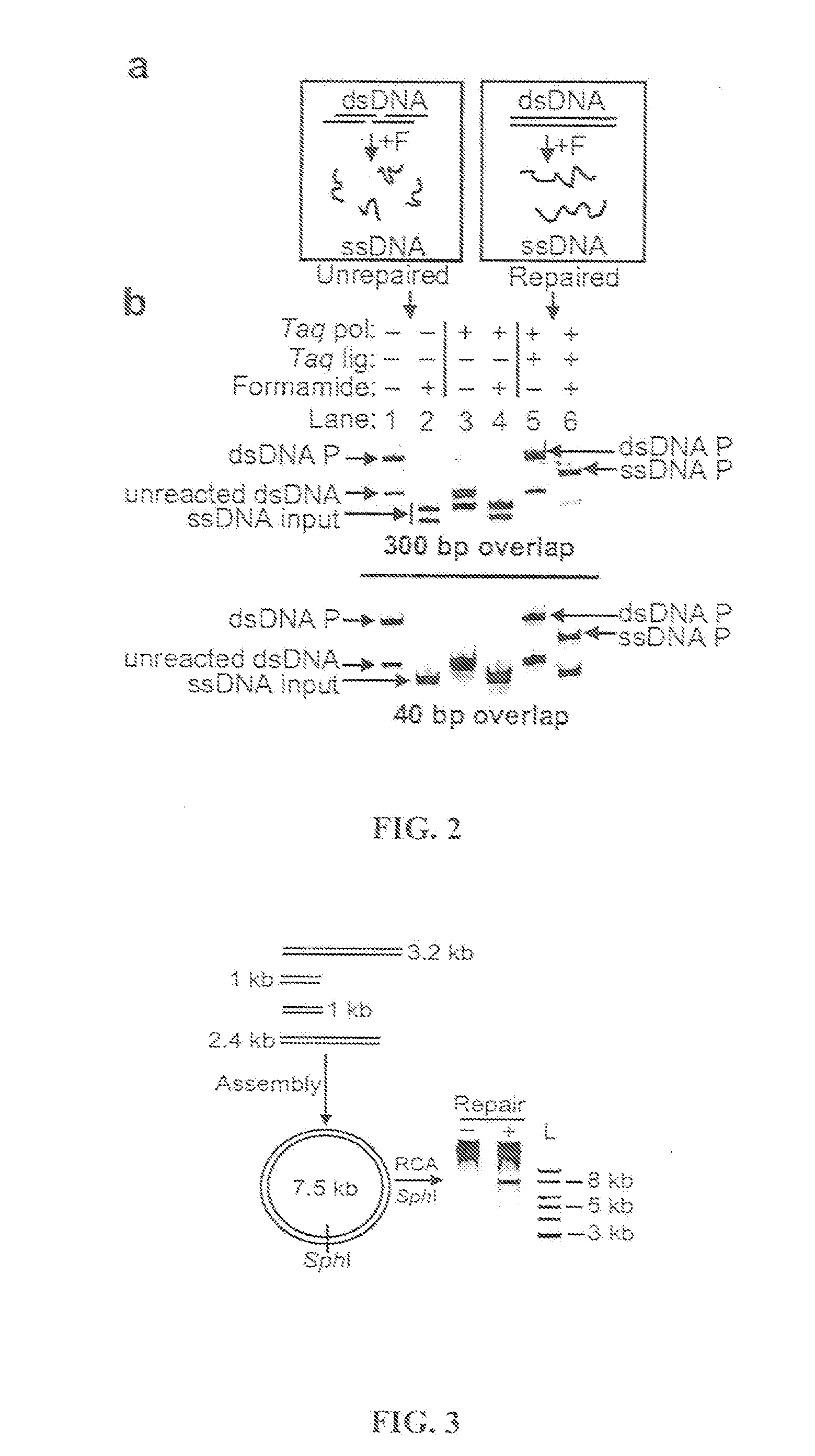 Methods for in vitro joining and combinatorial assembly of nucleic acid molecules