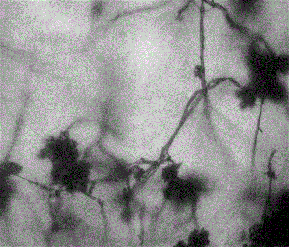 Aspergillus parasiticus and preparation method and application thereof