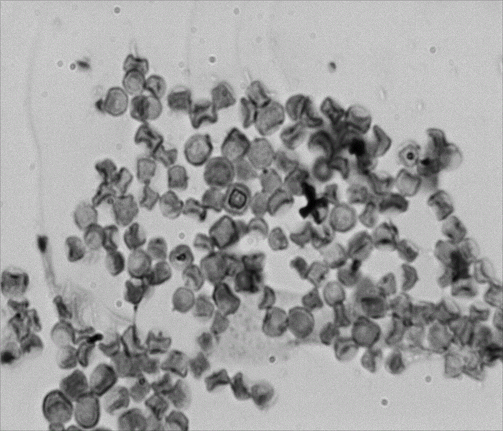 Aspergillus parasiticus and preparation method and application thereof