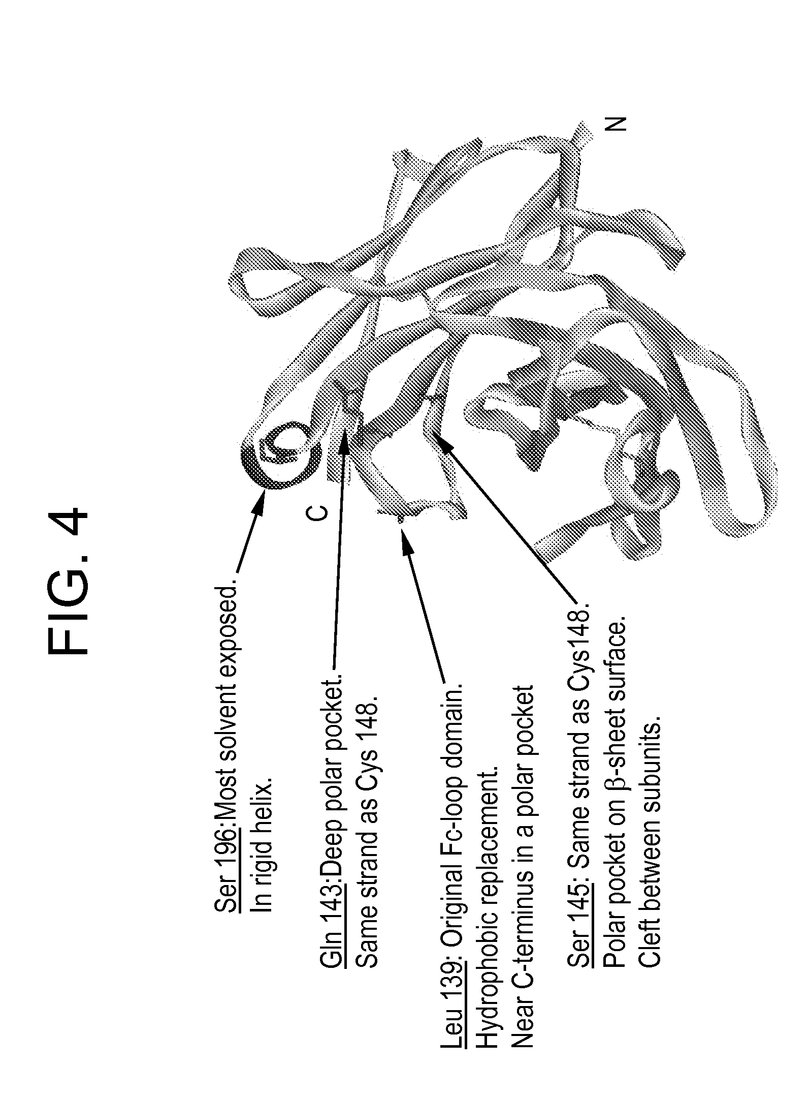 Modified Fc Molecules