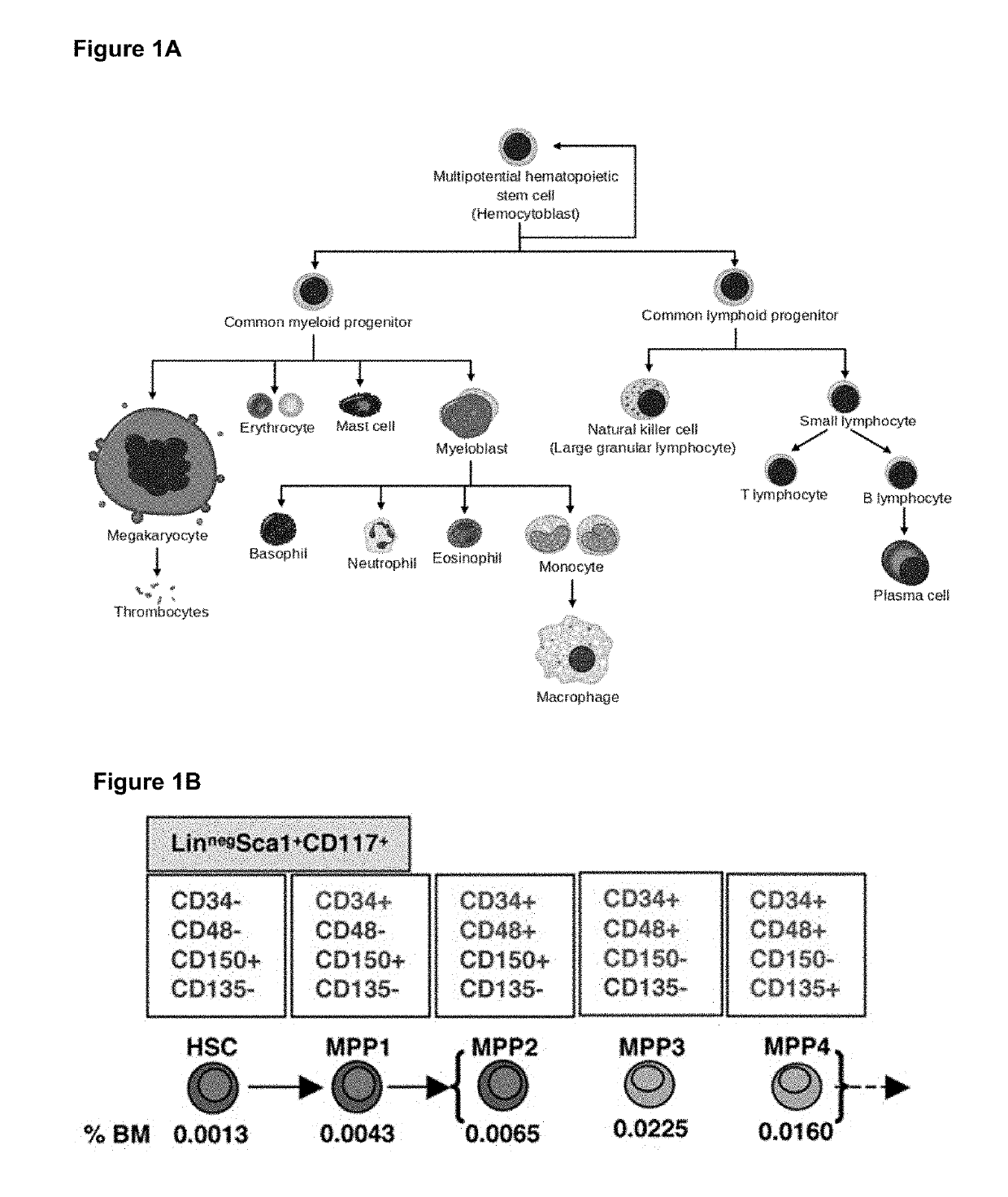 Biological enhancer